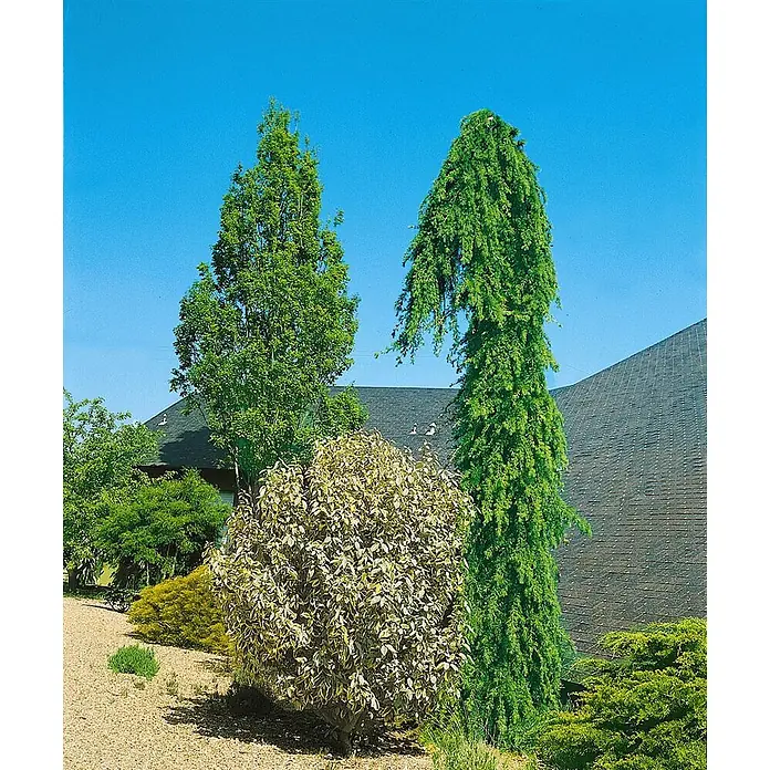 Pflanzen für dich Lebensbaum Himalayazeder - Cedrus deodara 'Pendula', Aktuelle Wuchshöhe: 80 cm - 100 cm - Ein Landschaftsgarten mit verschiedenen Bäumen und Sträuchern, darunter hohe grüne und Trauerbaum-Varianten, mit einem bunten Strauch im Vordergrund.