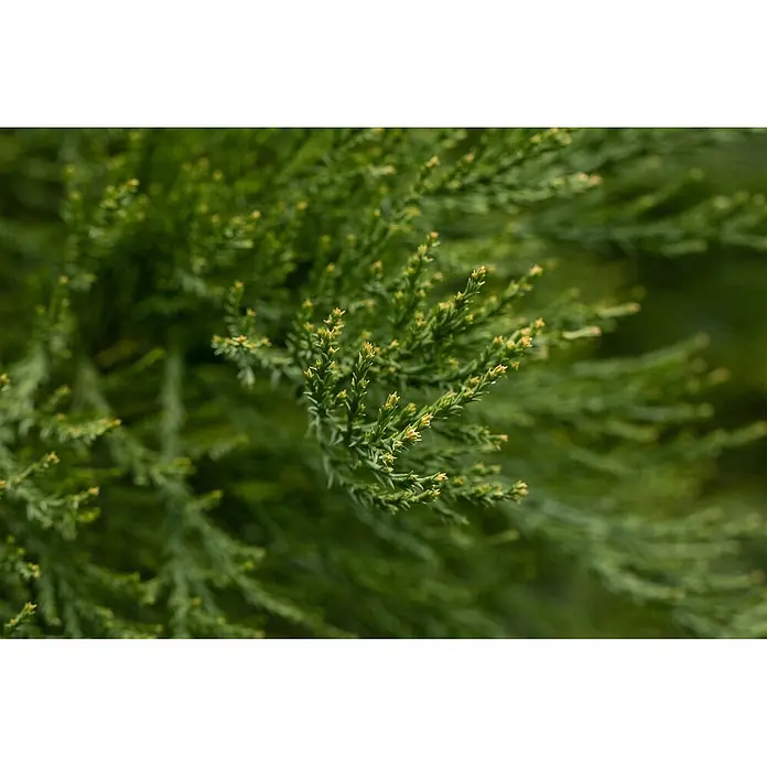 Pflanzen für dich Lebensbaum 100-125 cm - Sequoiadendron giganteum, Aktuelle Wuchshöhe: 100 cm - 125 cm - Nahaufnahme von lebhaft grünem Immergrünlaub mit zarten, gelblichen neuen Triebspitzen an dichten Ästen.