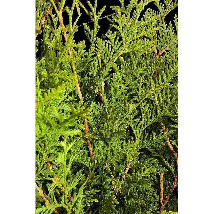 Pflanzen für dich Lebensbaum 150-175 cm - Thuja occidentalis 'Brabant', Aktuelle Wuchshöhe: 150 cm - 175 cm - Nahaufnahme von dichtem, leuchtend grünem Nadelbaumlaub mit sichtbaren braunen Stängeln.