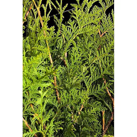 wisteria sinensis prolific Wisteria sinensis 'Prolific' | Outdoor Plant main image 0