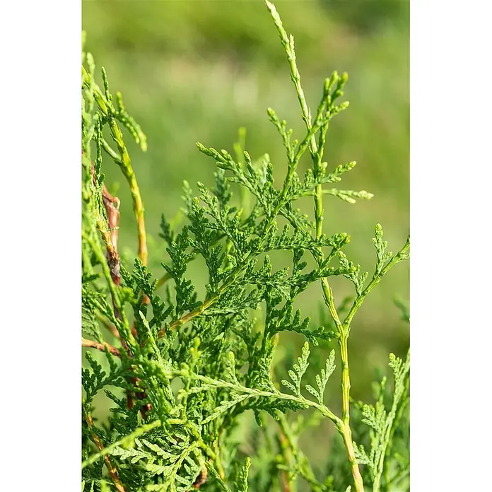Pflanzen für dich Lebensbaum 200-225 cm - Thuja occidentalis 'Brabant', Aktuelle Wuchshöhe: 200 cm - 225 cm - Nahaufnahme von lebendig grünem Koniferenlaub, möglicherweise Zypresse oder Wacholder, mit kleinen, schuppenartigen Blättern.
