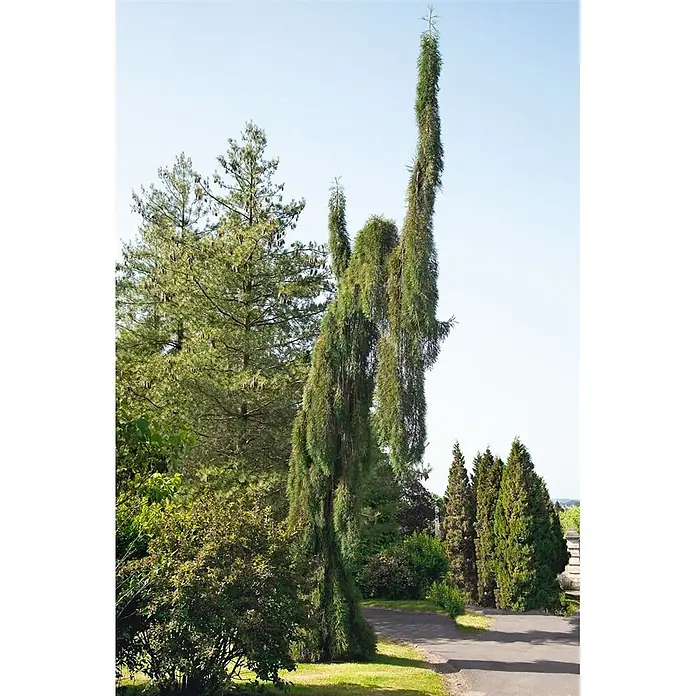 Pflanzen für dich Lebensbaum 100-125 cm - Sequoiadendron giganteum, Aktuelle Wuchshöhe: 100 cm - 125 cm - Sehr hoher, schlanker Nadelbaum mit hängendem Laub in einem sonnigen Garten.