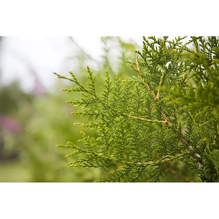 Pflanzen für dich Lebensbaum 150-175 cm - Thuja occidentalis 'Brabant', Aktuelle Wuchshöhe: 150 cm - 175 cm - Lebhaft grünes, dichtes Laub eines immergrünen Nadelbaums mit schuppenartigen Blättern.