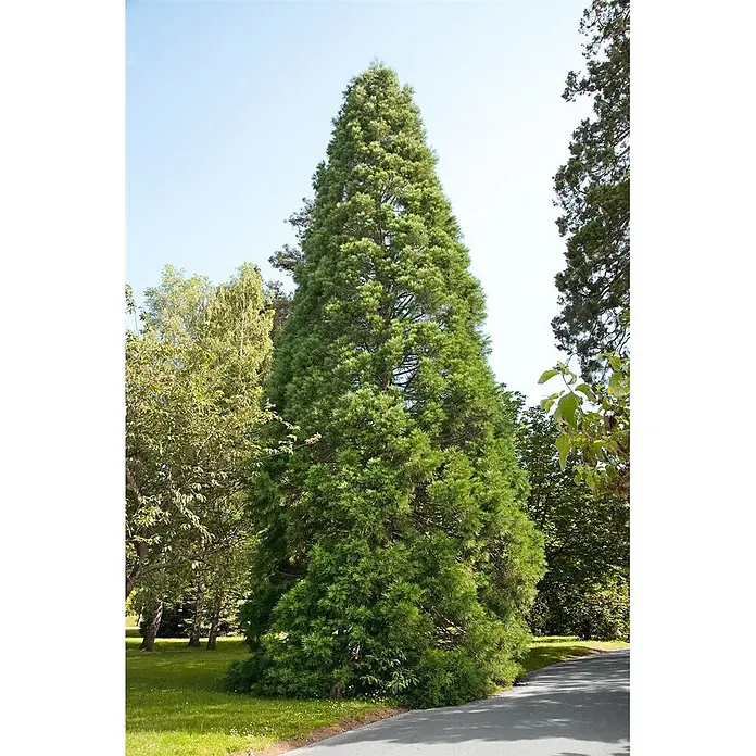 Pflanzen für dich Lebensbaum 100-125 cm - Sequoiadendron giganteum, Aktuelle Wuchshöhe: 100 cm - 125 cm - Ein sehr hoher, grüner, kegelförmiger Nadelbaum steht neben einer asphaltierten Straße in einem Park.