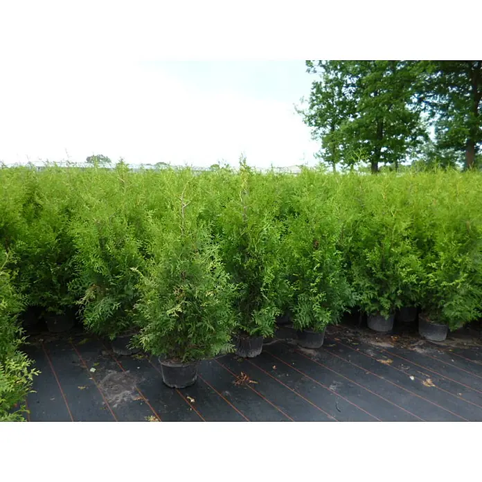 Pflanzen für dich Lebensbaum 100-125 cm - Thuja occidentalis 'Brabant', Aktuelle Wuchshöhe: 100 cm - 125 cm - Reihe grüner immergrüner Sträucher in schwarzen Töpfen auf schwarzem Bodengewebe in einer Gärtnerei.