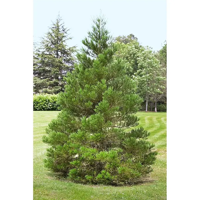 Pflanzen für dich Lebensbaum 100-125 cm - Sequoiadendron giganteum, Aktuelle Wuchshöhe: 100 cm - 125 cm - Ein grüner, konischer Nadelbaum in einem Rasengarten.
