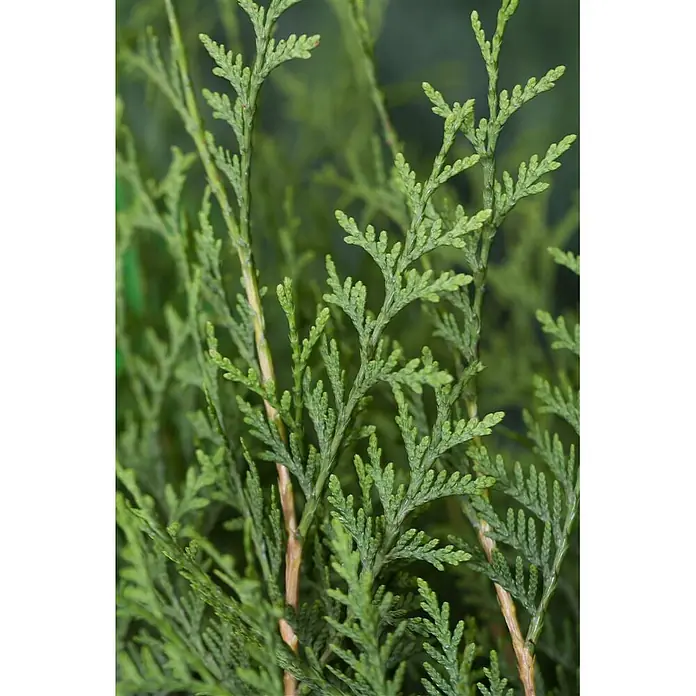 Pflanzen für dich Lebensbaum 150-175 cm - Thuja occidentalis 'Brabant', Aktuelle Wuchshöhe: 150 cm - 175 cm - Üppige grüne Nadelbaumzweige mit feinem, federartigem Laub.