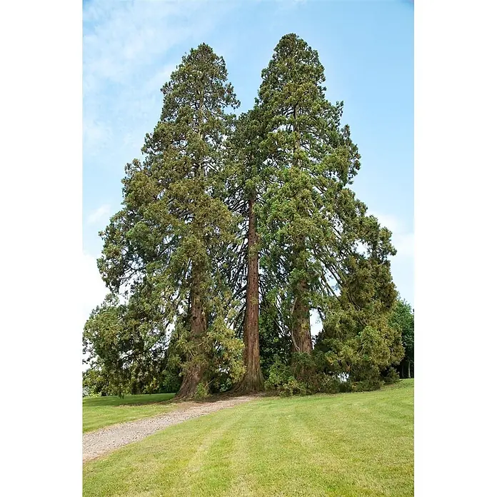 Pflanzen für dich Lebensbaum 100-125 cm - Sequoiadendron giganteum, Aktuelle Wuchshöhe: 100 cm - 125 cm - Drei riesige Mammutbäume auf einem grünen Rasen mit einem Kiesweg.