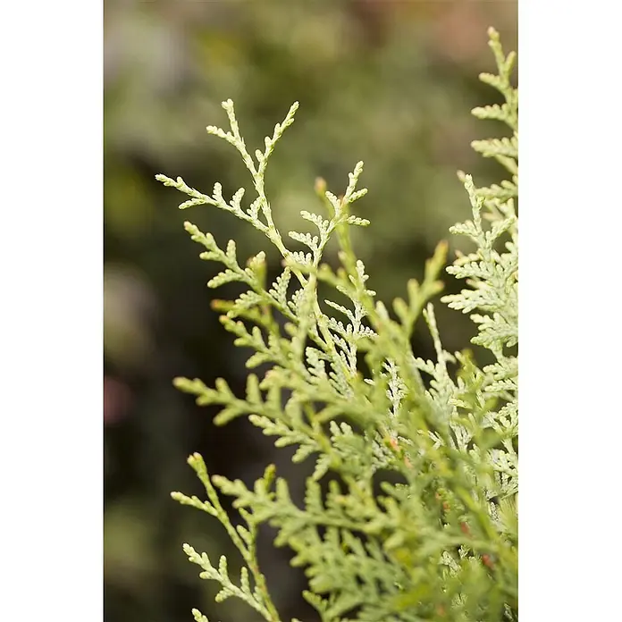 Pflanzen für dich Lebensbaum 150-175 cm - Thuja occidentalis 'Brabant', Aktuelle Wuchshöhe: 150 cm - 175 cm - Nahaufnahme von hellgrünem, schuppenförmigem Koniferenlaub.