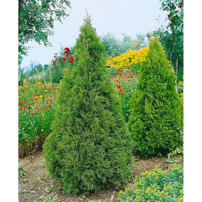 Pflanzen für dich Lebensbaum 60-80 cm - Thuja plicata 'Aurescens', Aktuelle Wuchshöhe: 60 cm - 80 cm - Zwei leuchtend grüne, konische Nadelgehölze in einer farbenfrohen Gartenanlage.