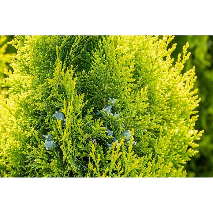 Pflanzen für dich Lebensbaum 125-150 cm - Thuja occidentalis 'King of Brabant', Aktuelle Wuchshöhe: 125 cm - 150 cm - Nahaufnahme von leuchtend hellgrünem Koniferenlaub mit kleinen, wachsartigen, blau-grauen Zapfen.