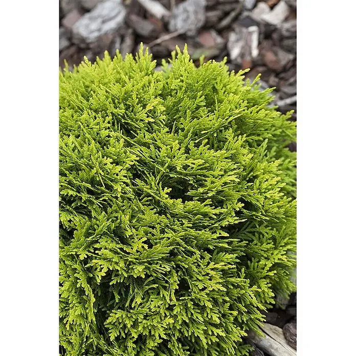 Pflanzen für dich Zwerg-Lebensbaum 20-25 cm - Thuja occidentalis 'Mirjam' - Leuchtend grüner, buschiger Zwergkonifer mit dichten, schuppenartigen Nadeln.