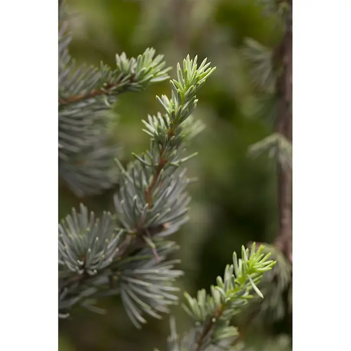 Pflanzen für dich Lebensbaum 60-80 cm - Cedrus libani, Aktuelle Wuchshöhe: 60 cm - 80 cm - Koniferenzweig mit blaugrünen Nadeln und leuchtend hellgrünem Neuaustrieb.