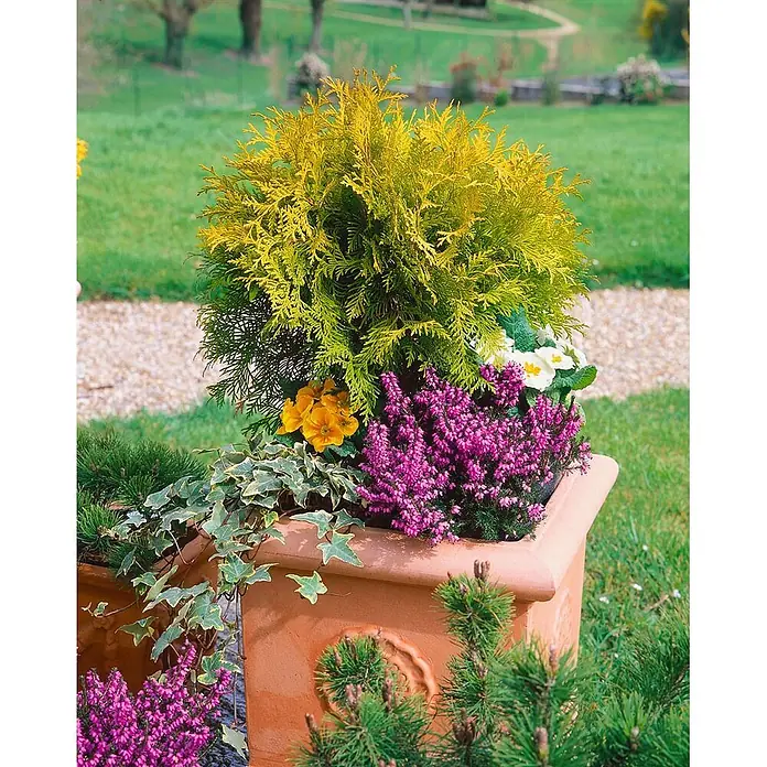 Pflanzen für dich Zwerg-Lebensbaum 20-25 cm - Thuja occidentalis 'Mirjam' - Terrakotta-Pflanzkübel mit goldener Konifere, lila Heidekraut, gelben und weißen Primeln und Efeu, verschönert einen Gartenweg.