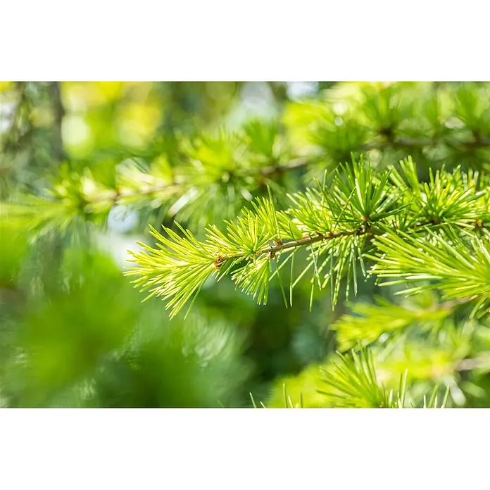 Pflanzen für dich Lebensbaum 60-80 cm - Cedrus libani, Aktuelle Wuchshöhe: 60 cm - 80 cm - Leuchtend grüne, frische Nadeln an einem Ast.