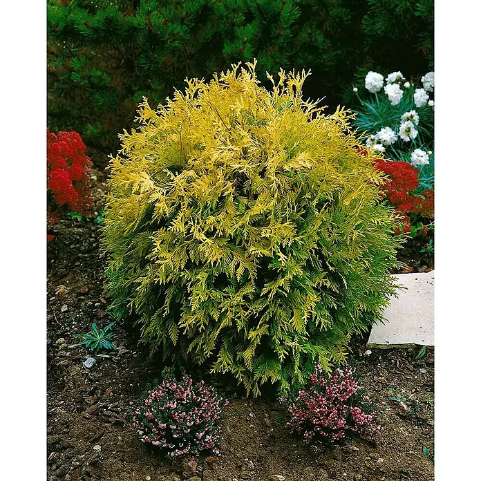 Pflanzen für dich Zwerg-Lebensbaum 20-25 cm - Thuja occidentalis 'Mirjam' - Goldgelber immergrüner Strauch mit grünen Untertönen, in einem lebhaften Garten gepflanzt.
