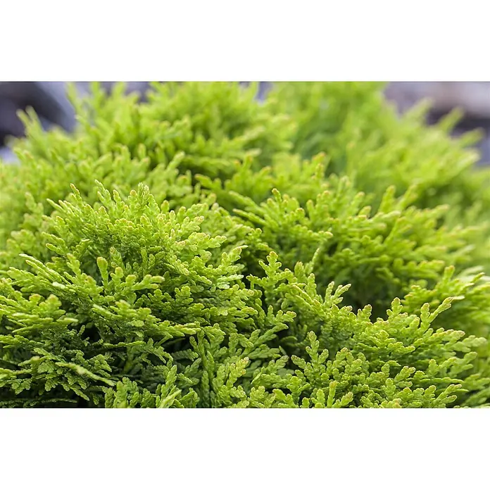 Pflanzen für dich Zwerg-Lebensbaum 20-25 cm - Thuja occidentalis 'Mirjam' - Kräftig grüner, dicht bewachsener Nadelstrauch mit kleinen, schuppenartigen Blättern.
