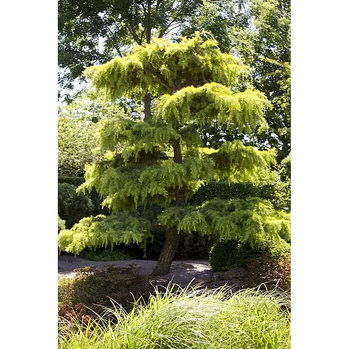 Pflanzen für dich Lebensbaum 60-80 cm - Cedrus libani, Aktuelle Wuchshöhe: 60 cm - 80 cm - Ein mehrstufiger Trauerbaum mit grünem Laub und braunem Stamm in einem sonnigen Garten mit üppiger Vegetation.