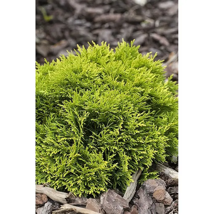 Pflanzen für dich Zwerg-Lebensbaum 20-25 cm - Thuja occidentalis 'Mirjam' - Ein leuchtend grüner, dichter Nadelstrauch mit feinem Laub in Rindenmulch.