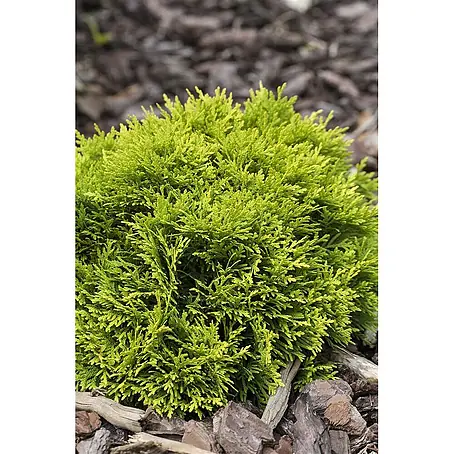 Pflanzen für dich  Lebensbaum 20-25 cm