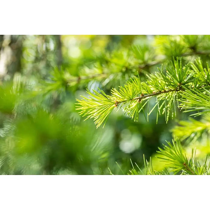 Pflanzen für dich Lebensbaum 60-80 cm - Cedrus libani, Aktuelle Wuchshöhe: 60 cm - 80 cm - Nahaufnahme von leuchtend grünen Kiefernnadeln an einem Ast.