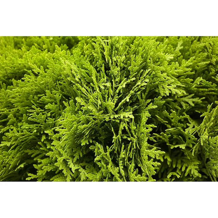 Pflanzen für dich Zwerg-Lebensbaum 20-25 cm - Thuja occidentalis 'Mirjam' - Leuchtend grünes, strukturiertes immergrünes Laub mit dichten, kleinen Blättern.
