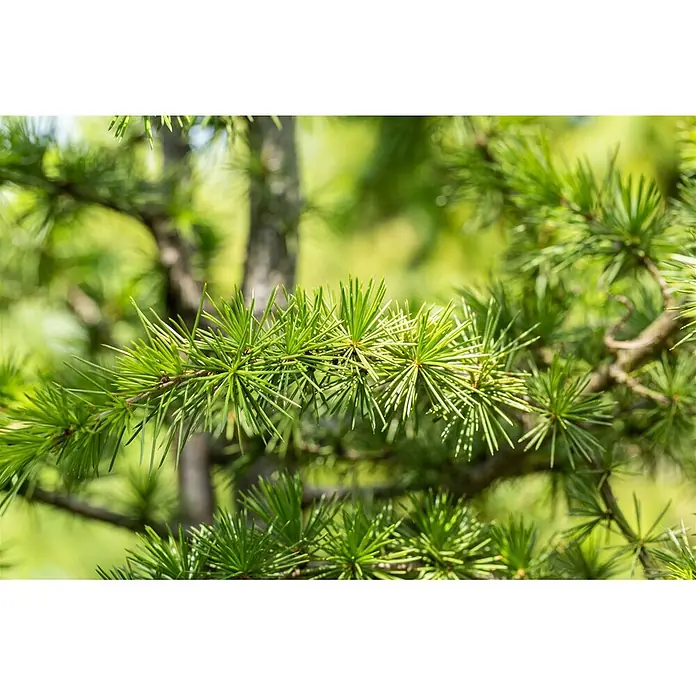 Pflanzen für dich Lebensbaum 60-80 cm - Cedrus libani, Aktuelle Wuchshöhe: 60 cm - 80 cm - Nahaufnahme von leuchtend grünen, fichtennadelartigen Ästen.