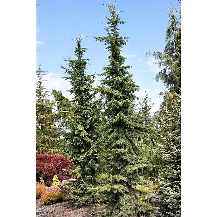 Pflanzen für dich Lebensbaum 40-50 cm - Tsuga mertensiana, Aktuelle Wuchshöhe: 40 cm - 50 cm - Zwei hohe, schlanke grüne Nadelbäume stehen markant in einer lebhaften Gartenlandschaft unter blauem Himmel.