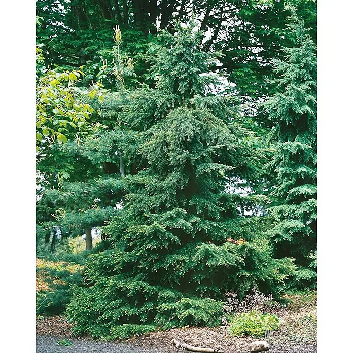 Pflanzen für dich Lebensbaum 40-50 cm - Tsuga mertensiana, Aktuelle Wuchshöhe: 40 cm - 50 cm - Dichter, grüner Nadelbaum, möglicherweise eine Hemlocktanne oder Tanne, groß gewachsen in einer Gartenumgebung.