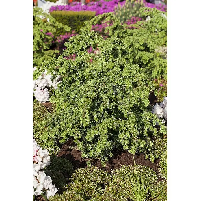 Pflanzen für dich Lebensbaum 40-50 cm - Tsuga mertensiana, Aktuelle Wuchshöhe: 40 cm - 50 cm - Eine dichte, buschige grüne Konifere in einem Gartenbeet, umgeben von anderen Pflanzen und lila und weißen Blüten.