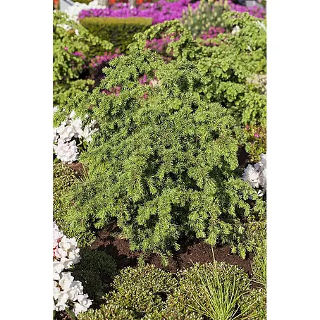 Pflanzen für dich  Lebensbaum 40-50 cm