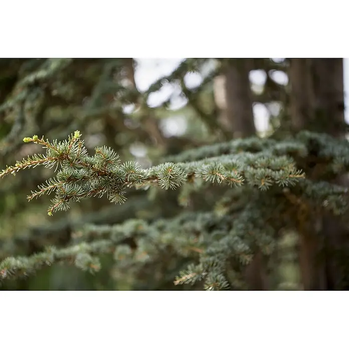 Pflanzen für dich Schwarzkiefer 40-60 cm - Cedrus deodara, Aktuelle Wuchshöhe: 40 cm - 60 cm - Grüner Nadelbaumzweig mit frischem hellgrünem Neuaustrieb.
