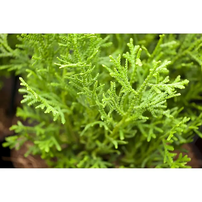 Pflanzen für dich Lebensbaum 25-30 cm - Thujopsis dolabrata 'Nana', Aktuelle Wuchshöhe: 25 cm - 30 cm - Leuchtend grüne Pflanze mit zartem, federartigem Laub.