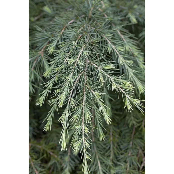 Pflanzen für dich Pinie 25-30 cm - Cedrus deodara 'Feelin Blue', Aktuelle Wuchshöhe: 25 cm - 30 cm - Üppige grüne Nadelbaumzweige mit feinen Nadeln und helleren neuen Trieben an den Spitzen.