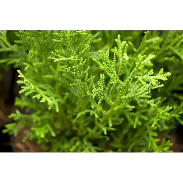 Pflanzen für dich Lebensbaum 25-30 cm - Thujopsis dolabrata 'Nana', Aktuelle Wuchshöhe: 25 cm - 30 cm - Lebhaft grünes, dichtes Laub mit kleinen, schuppenartigen Blättern an verzweigten Stängeln.