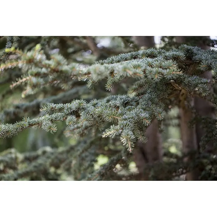 Pflanzen für dich Schwarzkiefer 40-60 cm - Cedrus deodara, Aktuelle Wuchshöhe: 40 cm - 60 cm - Nahaufnahme von lebhaften bläulich-grünen immergrünen Zweigen mit spitzen Nadeln, die üppiges Laub zeigen.