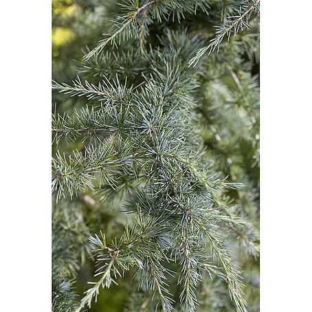 Pflanzen für dich  Schwarzkiefer 40-60 cm