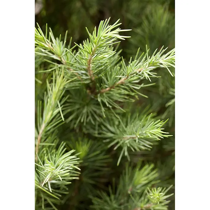 Pflanzen für dich Schwarzkiefer 40-60 cm - Cedrus deodara, Aktuelle Wuchshöhe: 40 cm - 60 cm - Lebhaft grüne Nadelbaumzweige mit frischem, nadelartigem Laub.