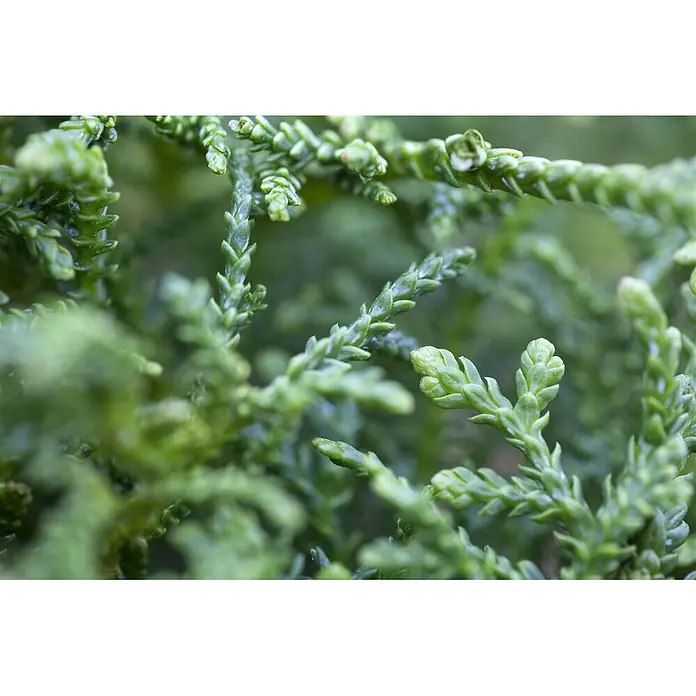 Pflanzen für dich Lebensbaum 25-30 cm - Thujopsis dolabrata 'Nana', Aktuelle Wuchshöhe: 25 cm - 30 cm - Leuchtend grünes Pflanzenlaub mit kleinen, schuppenartigen Blättern und frischen Trieben.