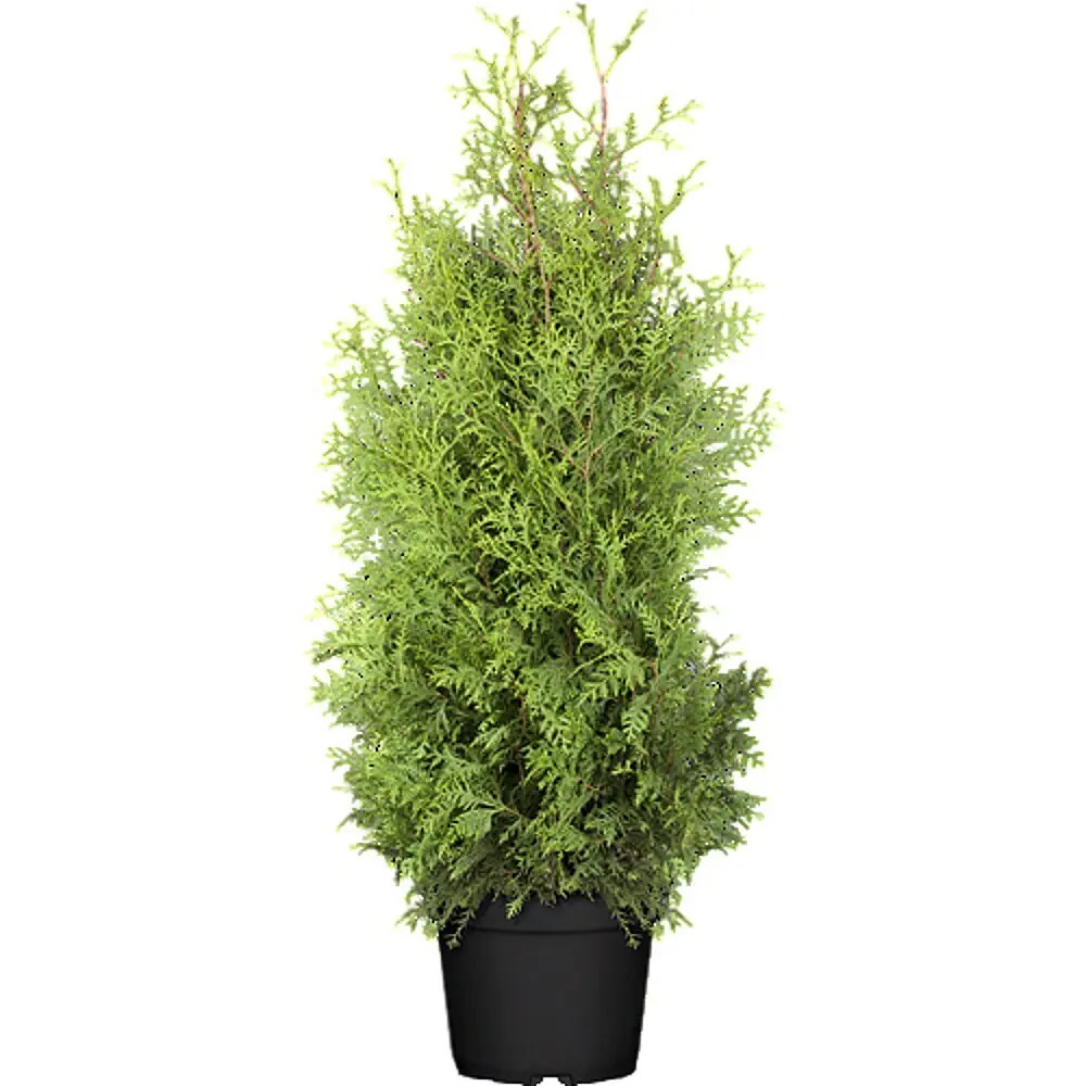 Pflanzen fr dich Lebensbaum 120-140 cm online kaufen bei BAUHAUS