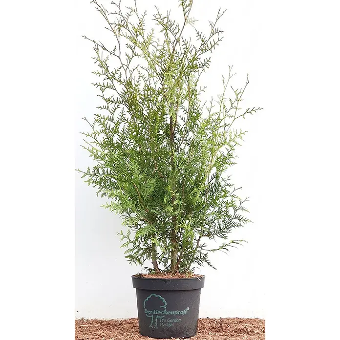 Pflanzen für dich Lebensbaum Lebensbaum - Thuja occidentalis 'Brabant', Aktuelle Wuchshöhe: 80 cm - 100 cm - Topf-Thuja mit dichtem grünen Laub in schwarzem Topf.