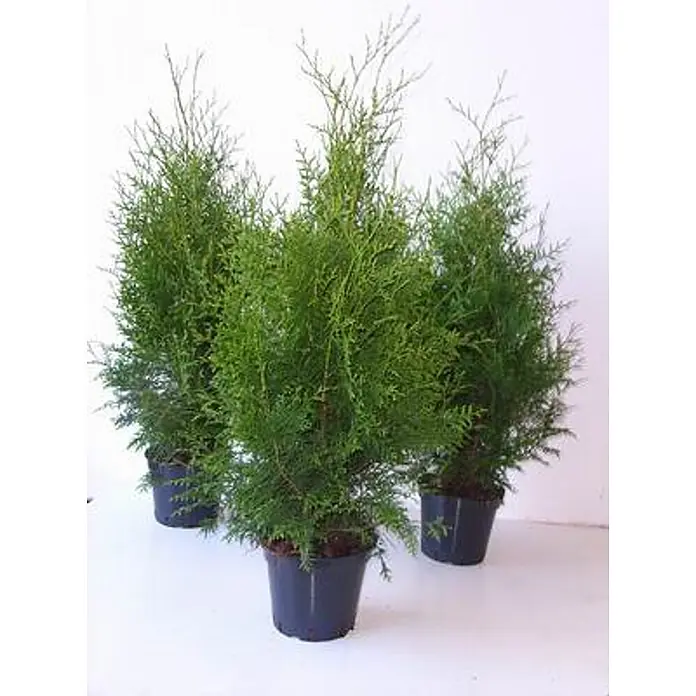 Pflanzen für dich Lebensbaum Lebensbaum - Thuja occidentalis 'Brabant', Aktuelle Wuchshöhe: 80 cm - 100 cm - Drei grüne Nadelpflanzen in schwarzen Töpfen.