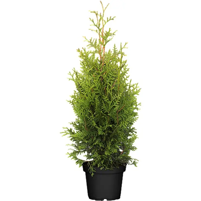 Pflanzen für dich Lebensbaum Lebensbaum - Thuja occidentalis 'Brabant', Aktuelle Wuchshöhe: 80 cm - 100 cm - Eine leuchtend grüne immergrüne Topfpflanze in einem schwarzen Anzuchttopf.