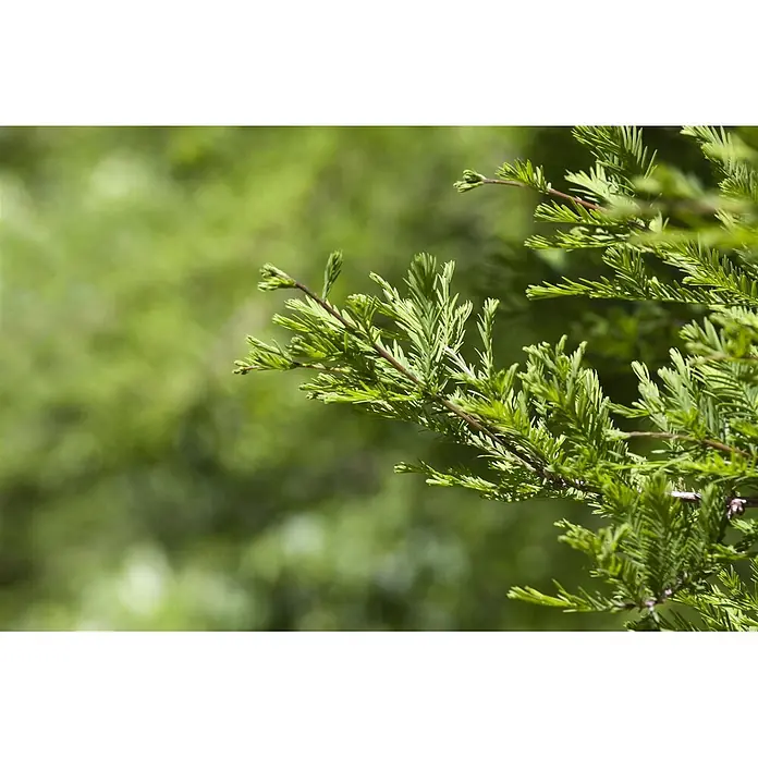 Pflanzen für dich Lebensbaum 125-150 cm - Metasequoia glyptostroboides, Aktuelle Wuchshöhe: 125 cm - 150 cm - Nahaufnahme eines leuchtend grünen Pflanzenzweigs mit kleinen, nadelartigen Blättern, der sich diagonal durch das Bild zieht.