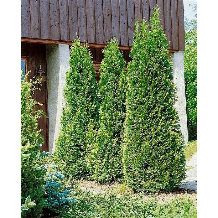 Pflanzen für dich Lebensbaum 30-40 cm - Thuja occidentalis 'Holmstrup', Aktuelle Wuchshöhe: 30 cm - 40 cm - Drei hohe, schlanke, grüne Nadelbäume, möglicherweise Thuja, vor einem Haus.
