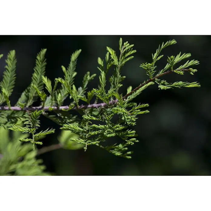 Pflanzen für dich Lebensbaum 125-150 cm - Metasequoia glyptostroboides, Aktuelle Wuchshöhe: 125 cm - 150 cm - Nahaufnahme eines Astes mit leuchtend grünen, nadelartigen Blättern.
