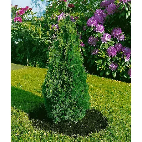 Pflanzen für dich  Lebensbaum 30-40 cm