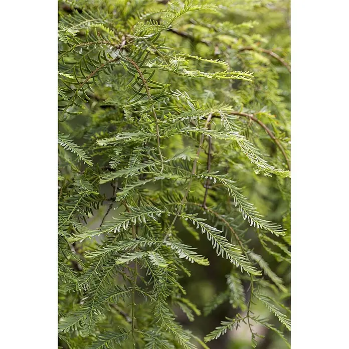 Pflanzen für dich Lebensbaum 125-150 cm - Metasequoia glyptostroboides, Aktuelle Wuchshöhe: 125 cm - 150 cm - Nahaufnahme von leuchtend grünem, federartigem Laub mit zarten nadelförmigen Blättern an dünnen Ästen.