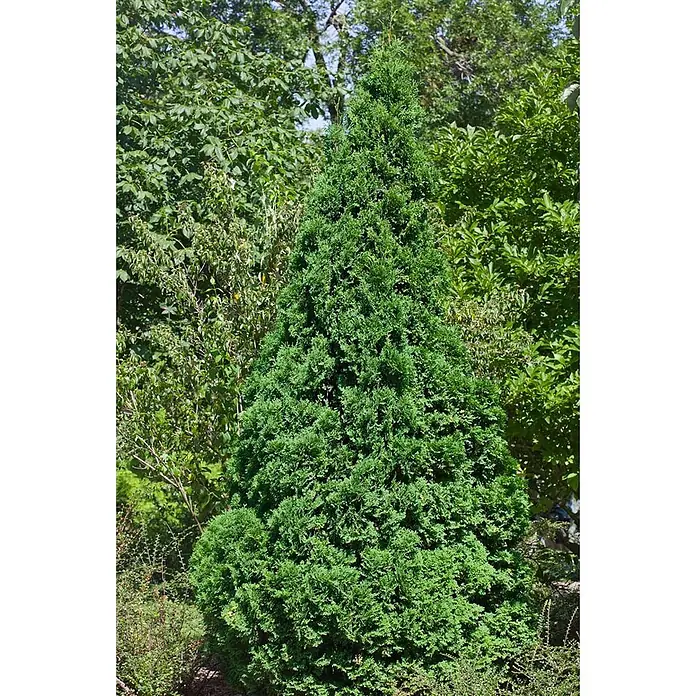 Pflanzen für dich Lebensbaum 30-40 cm - Thuja occidentalis 'Holmstrup', Aktuelle Wuchshöhe: 30 cm - 40 cm - Eine hohe, konische immergrüne Konifere mit dichtem grünem Laub, geeignet für die Gartengestaltung.