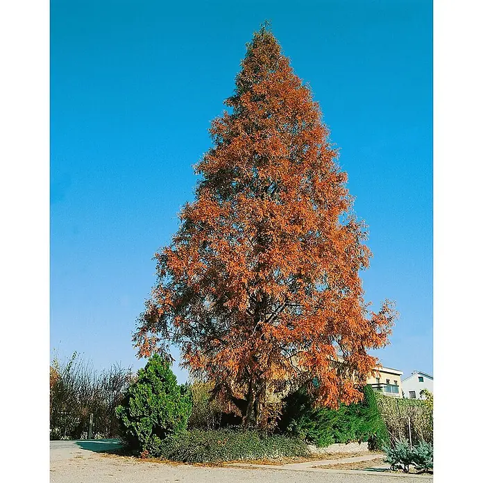Pflanzen für dich Lebensbaum 125-150 cm - Metasequoia glyptostroboides, Aktuelle Wuchshöhe: 125 cm - 150 cm - Hoher Baum mit leuchtend orangefarbenem Herbstlaub und grünen Sträuchern unter blauem Himmel.